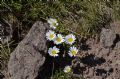 Leucanthemopsis alpina